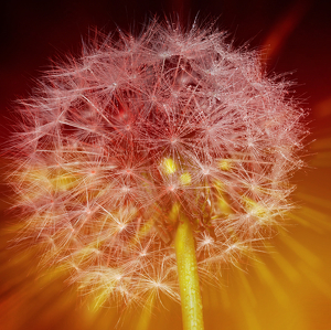 Class A HM: Dandelion Sunburst by Janice Oliveri