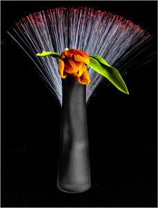 Dark Beauty - Photo by Eric Lohse