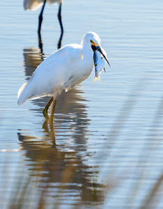 Darn right I'm going to swallow it! - Photo by Mark Tegtmeier