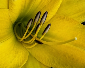 Class A 2nd: Daylily, Close Up and Personal by Dolores Brown