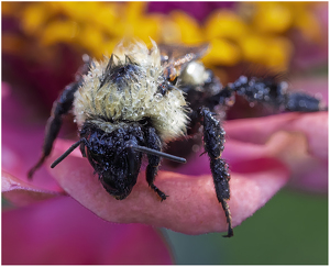 Class A 2nd: Dewy Bee by Eric Lohse