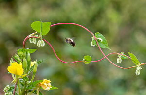 Class A 2nd: Double Dutch Bee by Marylou Lavoie