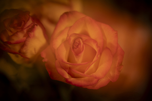 Double exposure Rose - Photo by Richard Busch