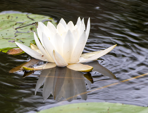 Dragon Fly and Water Lilly - Photo by Kevin Hulse