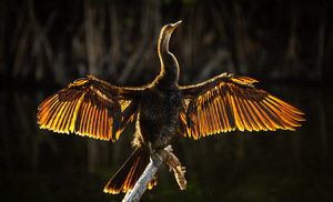 Class B 2nd: Drying Time by Larry Gleit