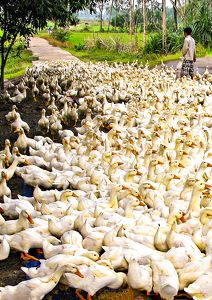 Ducks On A Vietnamese Road - Photo by Louis Arthur Norton
