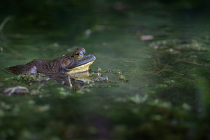 Class B 2nd: Duckweed Kingdom by Chad Williams