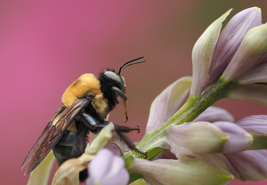 Class A 2nd: Eastern Carpenter Bee by Linda Fickinger