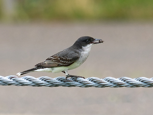 Eastern Kingbird with Snack - Photo by Mark Tegtmeier