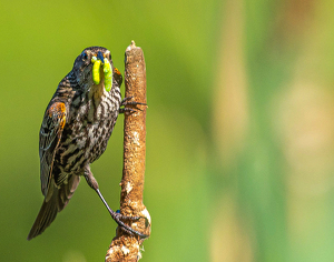 Class A 1st: Eating Green by Marylou Lavoie