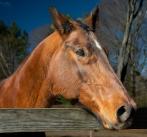 Ed - Photo by Kevin Hulse
