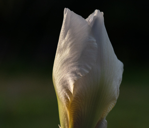 Edge of First Light - Photo by Quannah Leonard