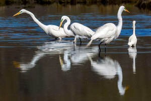 Egret Fishing Buddies - Photo by John Straub