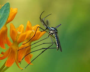 Class A 2nd: Elephant Mosquito by Alison Wilcox