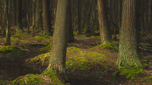 Class B 2nd: Enchanted Forest by Larry Gleit