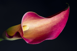 Enlightened Lily - Photo by Lisa Willsey