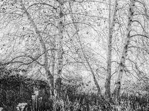 Entangled Quiet - Photo by Anna Proczek