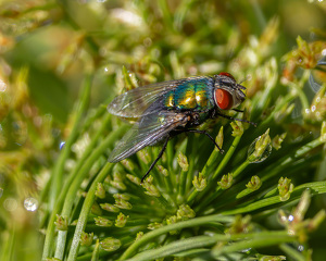 Even a House Fly can be Beautiful - Photo by Eric Wolfe