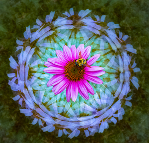 Salon 2nd: Exploring a Complex Whorl by Bob Ferrante