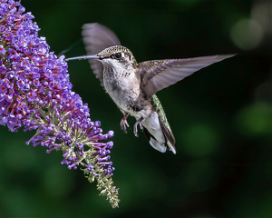 Eye on the Nectar - Photo by Eric Wolfe