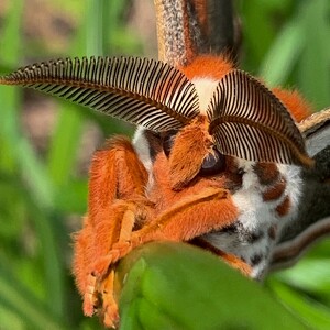 Face of a Cecropia Moth - Photo by Edie Ryba