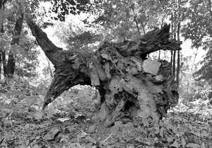 Fallen Tree Root - Photo by Chip Neumann