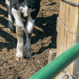 Farm Day - Photo by Grace Yoder