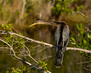 Female Anhinga - Photo by Larry Gleit