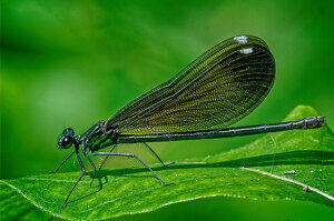Salon 2nd: Female Ebony jewelwing by John McGarry