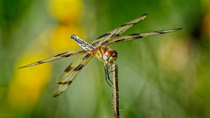 Salon HM: Female Halloween Pennant by John McGarry