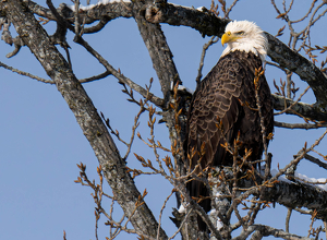 Class B 2nd: Fierce by Amy Keith