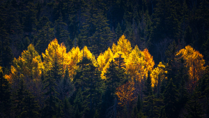First Light - Photo by Larry Gleit