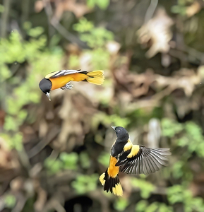 Flirting Orioles - Photo by Pat Thomas