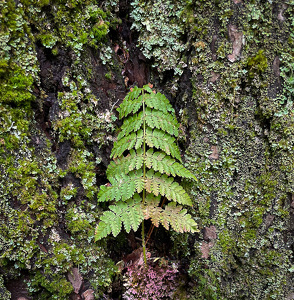 Flora On A Rocky Slope - Photo by Bob Ferrante