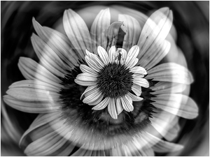 Salon 2nd: Flower Circle by Frank Zaremba MNEC