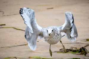 Fly-by - Photo by Bill Payne