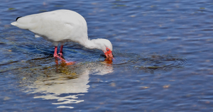 Foraging White Ibis - Photo by Leslie Caromile