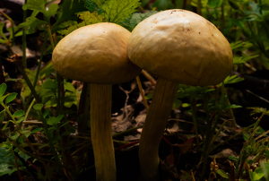 Forest Companions - Photo by Amy Keith