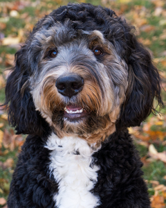 Forever Yours. The unspoken bond between a dog and their human - Photo by Terri-Ann Snediker