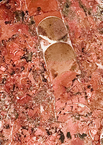 Fossil From The Floor Of The Moroccan Sahara - Photo by Louis Arthur Norton