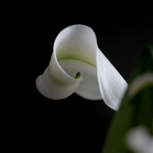Fragment of Spring No. 1 - Photo by Munjal Barodia