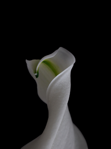 Fragment of Spring No. 2 - Photo by Munjal Barodia