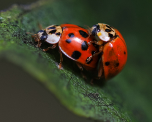 Friendly Ladybugs - Photo by Bill Latournes