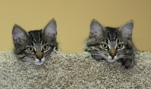 Frisky and Zoe on their first day in their new home - Photo by Ian Veitzer