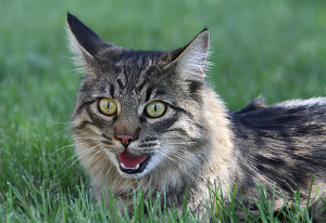 Frisky's First Day Outside - Photo by Ian Veitzer
