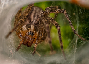 Funnel Weaver Spider - Photo by Frank Zaremba MNEC