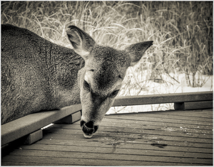 Class A HM: Getting His Licks In by Eric Lohse