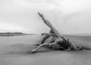 Giant Log Lobster - Photo by Eric Wolfe