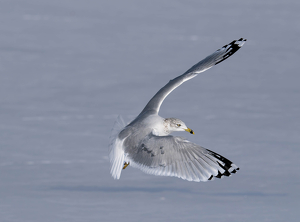 Class B 2nd: Glide by Amy Keith