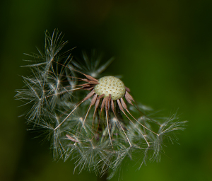 Class A 1st: Going to Seed by Linda Fickinger